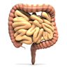 The Gut-Brain Connection